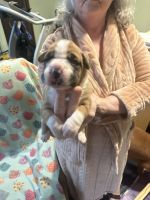 Boxer Puppies for sale in Williamston, North Carolina. price: NA