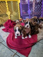 Boxer Puppies for sale in Titusville, PA 16354, USA. price: $1,200