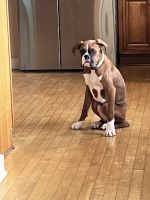 6 mo male Boxer