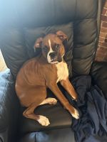 Boxer Puppies for sale in Syracuse, New York. price: $2,000