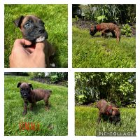 Boxer puppies