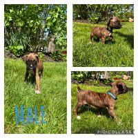 Boxer puppies