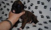 Male and female Boxer puppies for sale