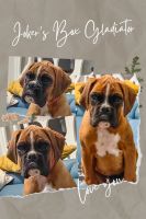 BoxerWelpenzu verkaufen in Pitești, Rumänien. Preis: 1,400 RON