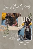 BoxerWelpenzu verkaufen in Pitești, Rumänien. Preis: 900 RON