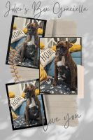 BoxerWelpenzu verkaufen in Pitești, Rumänien. Preis: 1,000 RON