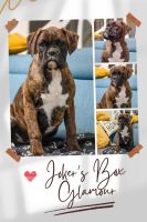 BoxerWelpenzu verkaufen in Pitești, Rumänien. Preis: 1,300 RON