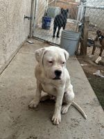 Boxer Puppies for sale in Riverside, CA, USA. price: $200