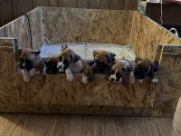 Boxer Puppies for sale in Mayville, NY 14757, USA. price: $750