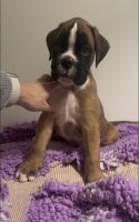 Boxer Puppies for sale in Av. dos Estados Unidos da América 77, 1700-122 Lisboa, Portugal. price: 2,000 EUR