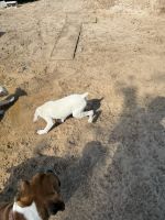 Boxer Puppies for sale in Tampa, FL, USA. price: $600