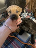 Boxer puppies