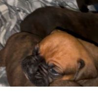 Boxer Puppies for sale in Summer Shade, KY 42166, USA. price: $500