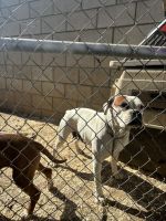 Boxer Puppies for sale in Riverside, CA, USA. price: NA