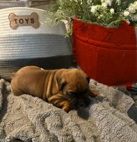 Boxer Puppies for sale in Summer Shade, KY 42166, USA. price: $750