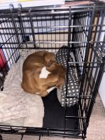 Boxer Puppies for sale in San Antonio, TX, USA. price: $600