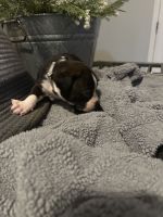 Boxer Puppies for sale in Summer Shade, KY 42166, USA. price: $500