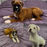 Boxer Puppies for sale in South Gate, CA, USA. price: $500