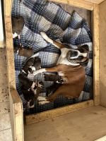 Boxer Puppies for sale in Pueblo West, CO 81007, USA. price: $1,500