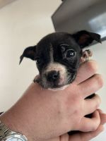 Boxer Puppies for sale in POTAWATAMI PK, IN 46360, USA. price: $100