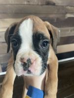 Boxer Puppies for sale in South Charleston, OH 45368, USA. price: $700