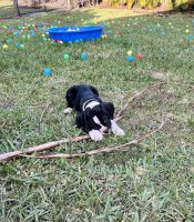 Boxer Puppies for sale in Loxahatchee, FL 33470, USA. price: $1,200