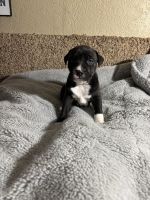 Boxer Puppies for sale in Malad City, ID 83252, USA. price: $700