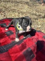 Boxer Puppies for sale in Farmville, NC 27828, USA. price: $600