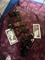 Boxer Puppies for sale in Sterling Heights, MI, USA. price: $1,750