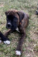Boxer Puppies for sale in Loxahatchee, FL 33470, USA. price: $850