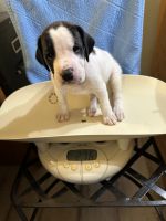 Boxer Puppies for sale in Charlestown, RI, USA. price: $400