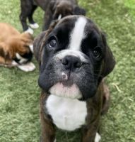 Beautiful Boxer Puppies for Rehoming