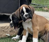 Beautiful Boxer Puppies for Rehoming