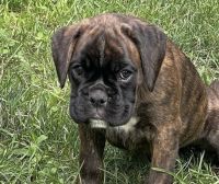 Beautiful Boxer Puppies for Rehoming