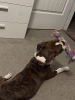 Boxer Puppies for sale in Clayton, NC 27520, USA. price: $600