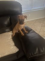 Boxer puppy