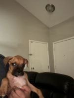 Boxer puppy