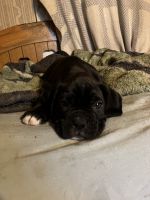 Boxer Puppies for sale in North Lawrence, NY, USA. price: $1,200