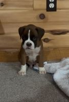 AKC BOXER PUPPIES