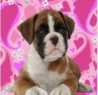 AKC BOXER PUPPIES