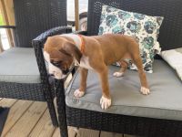 Boxer puppy
