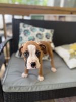 Boxer puppy