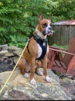 Boxer Puppies for sale in Flintstone, Chattanooga Valley, GA 30725, USA. price: $500