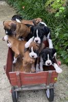 Boxer Puppies for sale in Huntington, WV, USA. price: $700