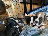 Boxer Puppies for sale in 5700 S Cicero Ave, Chicago, IL 60638, USA. price: $775