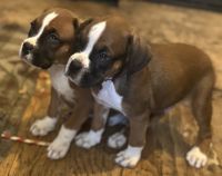 Boxer Puppies for sale in Denver, CO, USA. price: $900