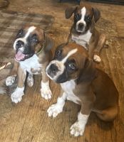 Boxer Pups