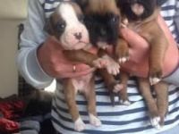 Boxer Puppies for sale in Khaitan, Kuwait. price: NA
