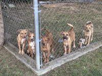 Boxer Puppies for sale in Chattanooga, TN, USA. price: $25