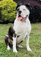 Boxer Puppies for sale in Union, SC 29379, USA. price: $1,500